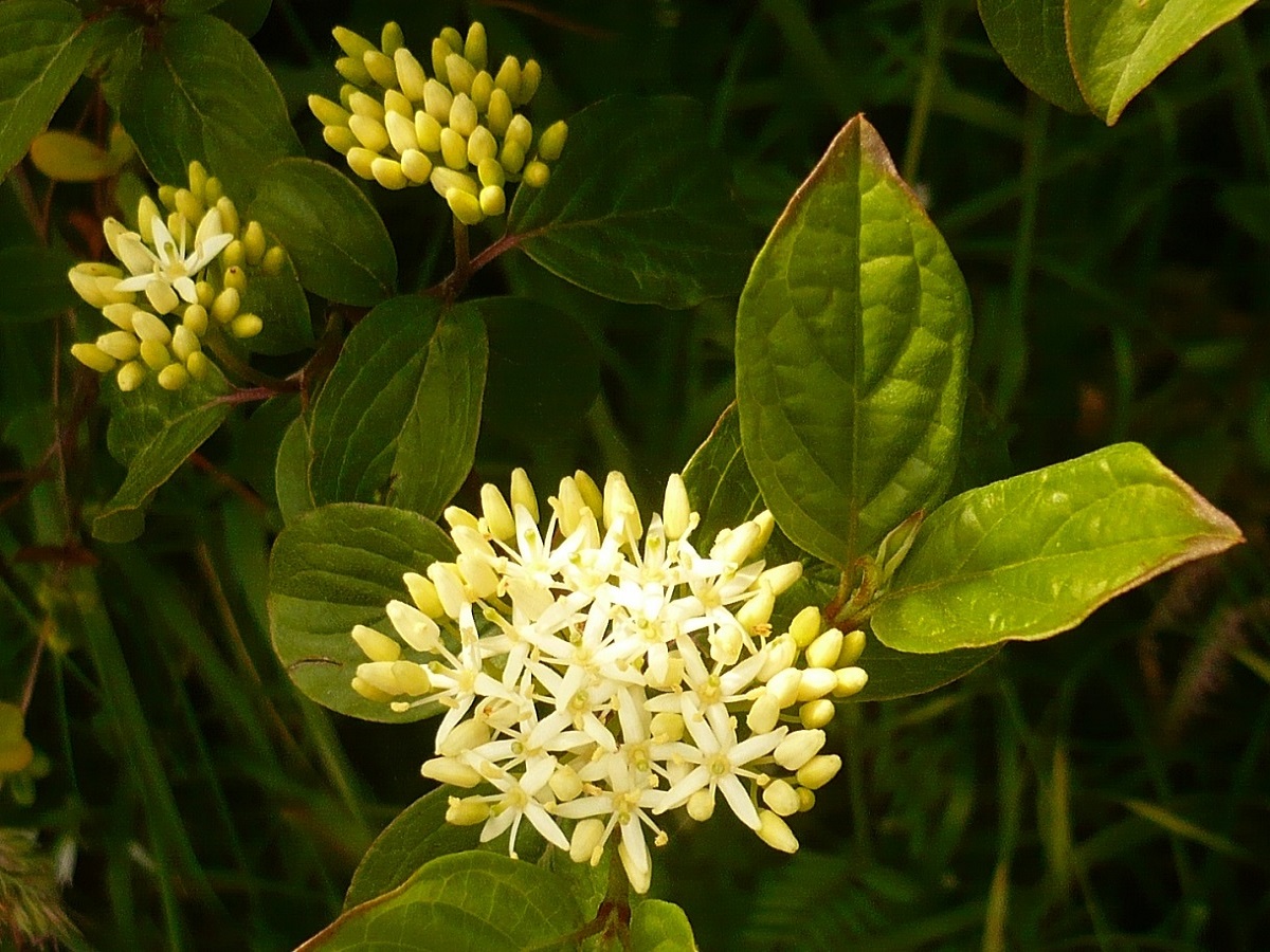 Cornus sanguinea subsp. sanguinea (Cornaceae)